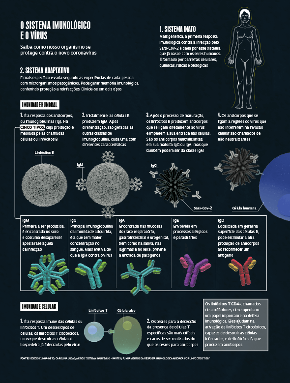 How the immune system act against viruses